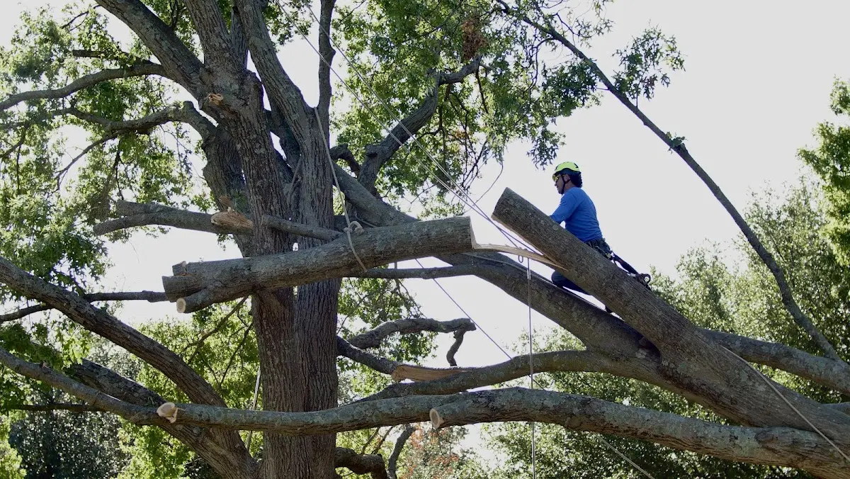 Professional Crown Thinning performed by certified arborists in Lochgelly