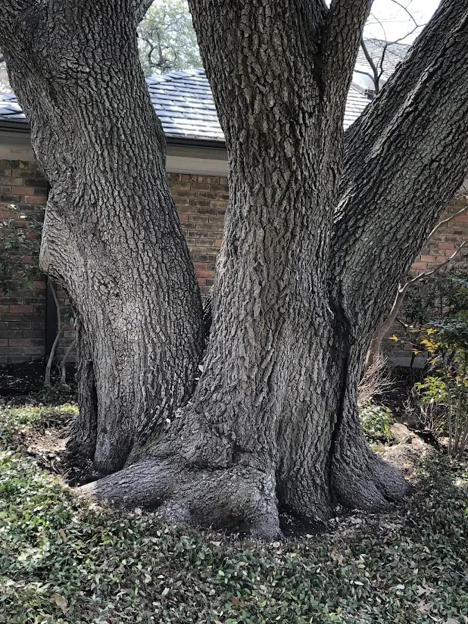 Mature heritage tree close to a Lochgelly property cared for by certified arborists