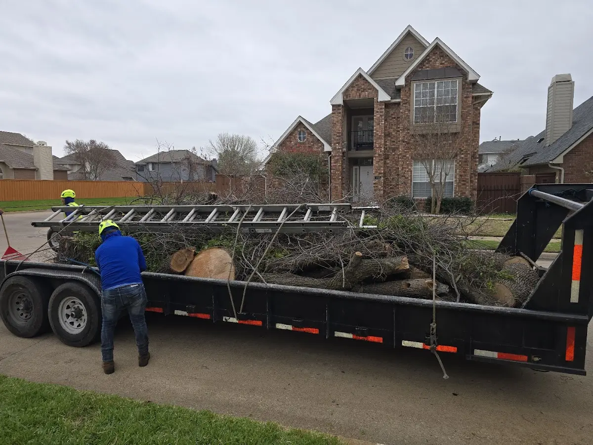 Expert Tree Removal with proper safety equipment in Lochgelly
